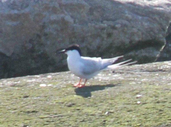 Roseate Tern - ML638296043