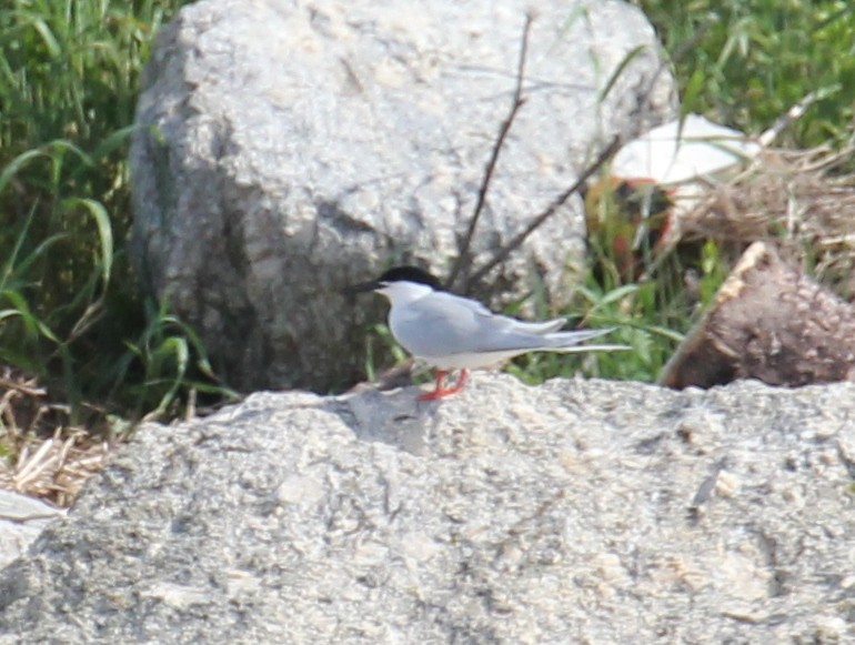 Roseate Tern - ML638296044