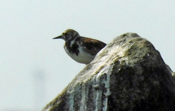 Ruddy Turnstone - ML638296045