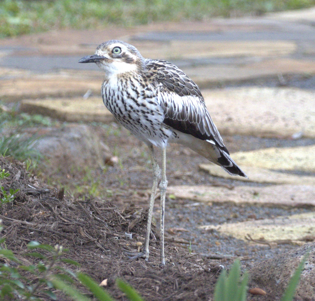 Bush Thick-knee - ML638296046