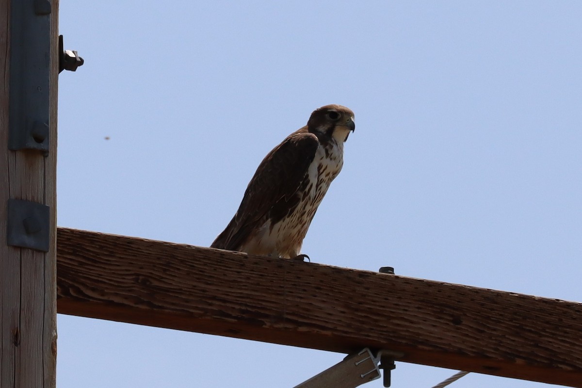 Prairie Falcon - ML638296055