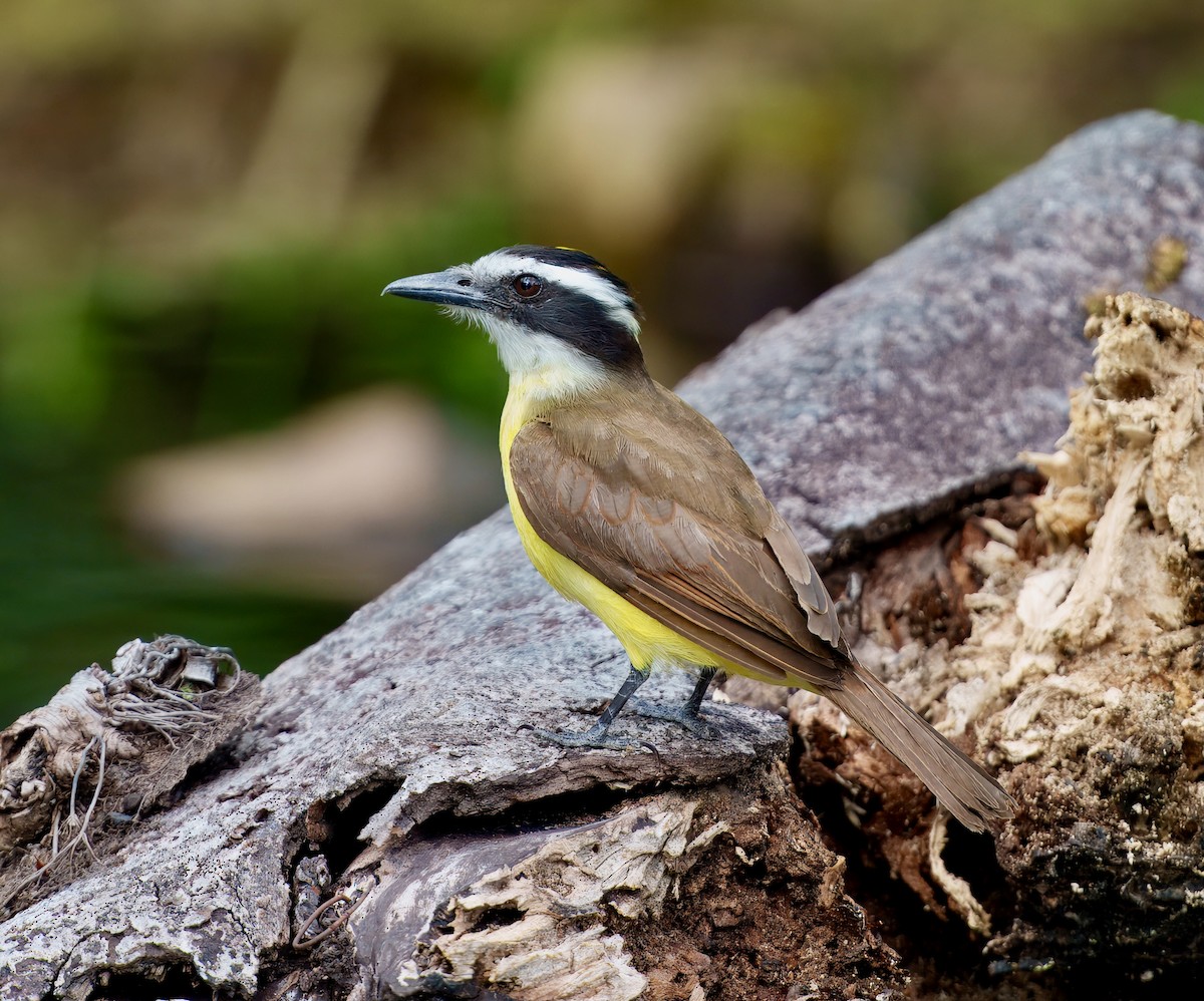 Great Kiskadee - ML638296058