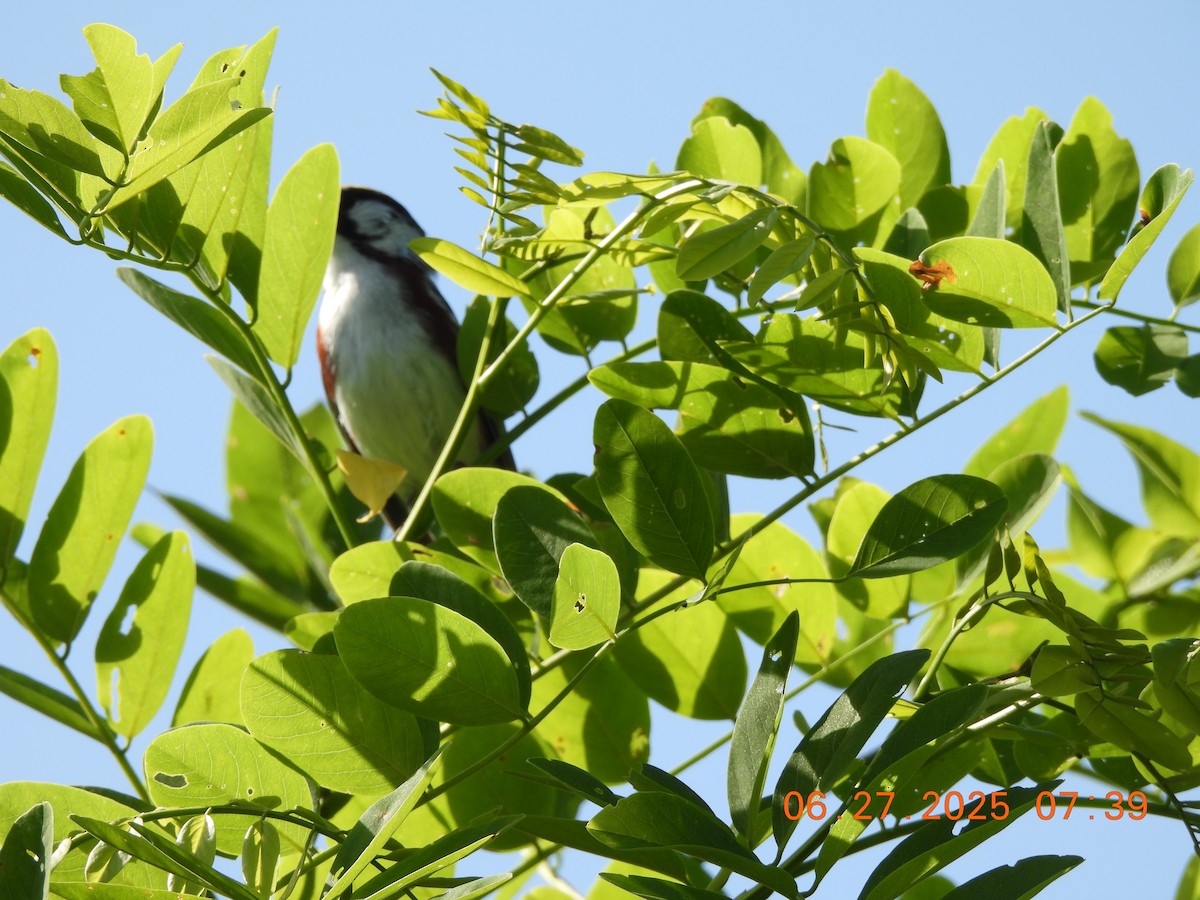 Chestnut-sided Warbler - ML638296061