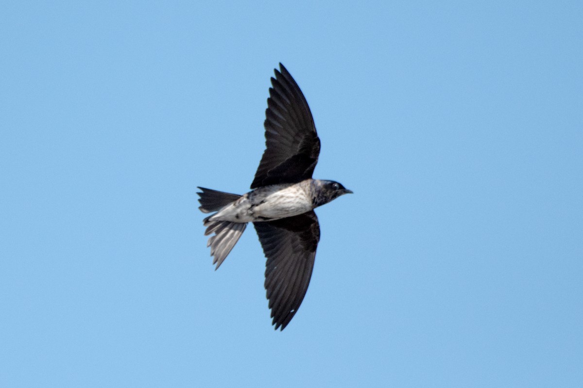 Purple Martin - ML638296069