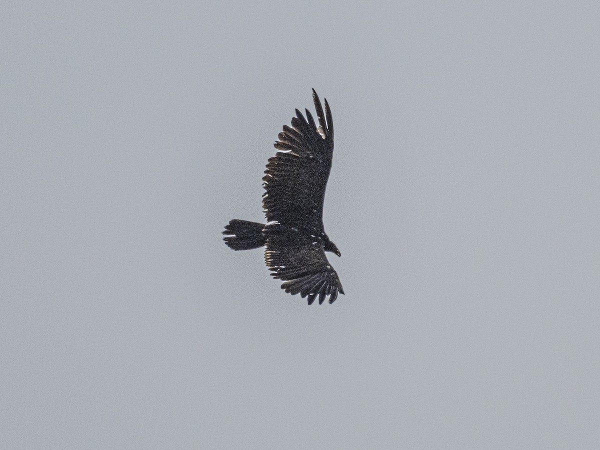 Turkey Vulture - ML638296083