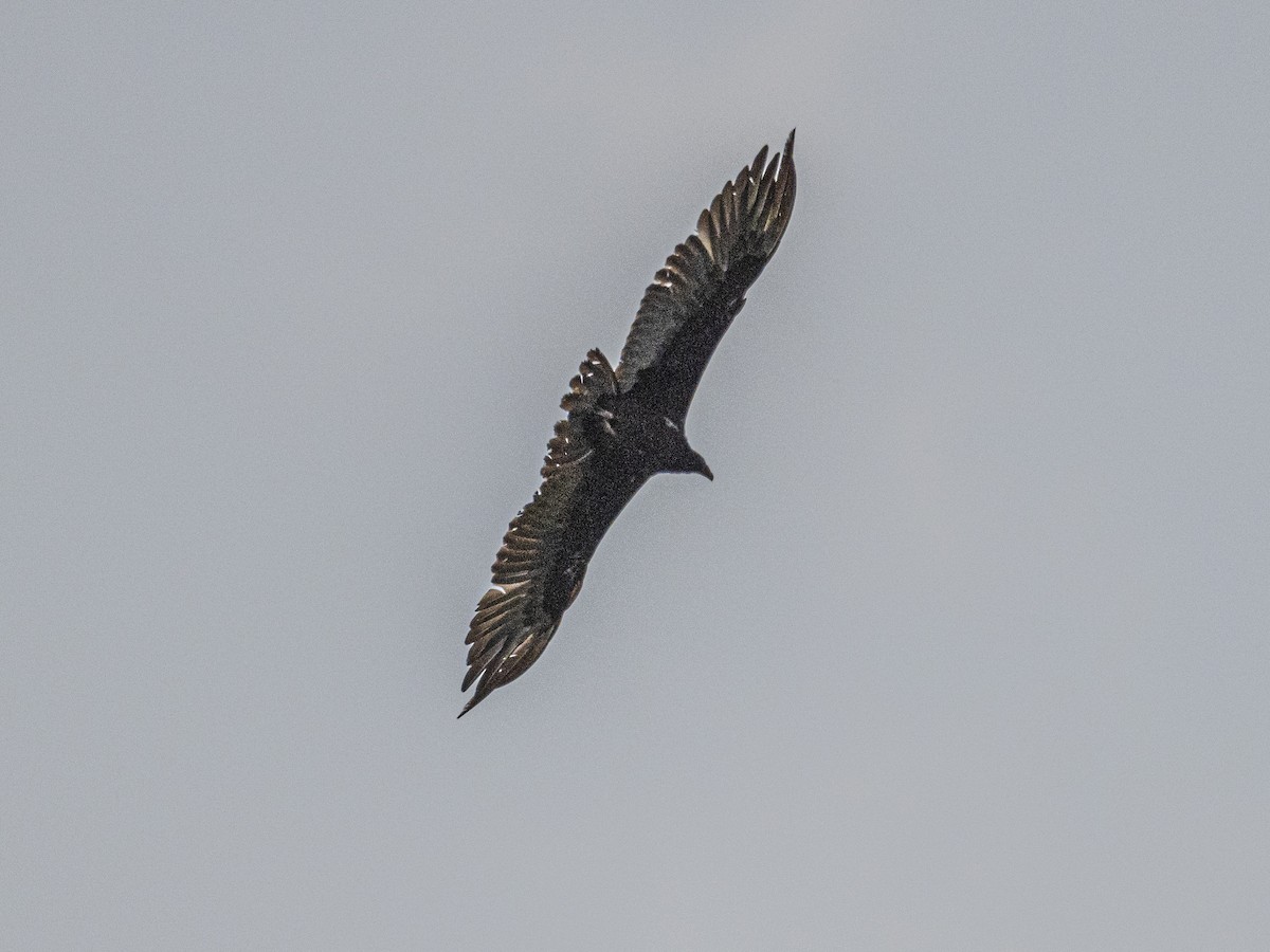 Turkey Vulture - ML638296084