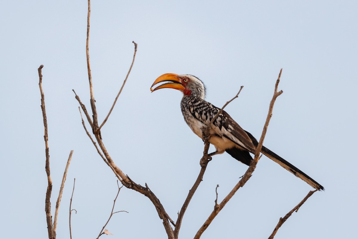 Southern Yellow-billed Hornbill - ML638296086