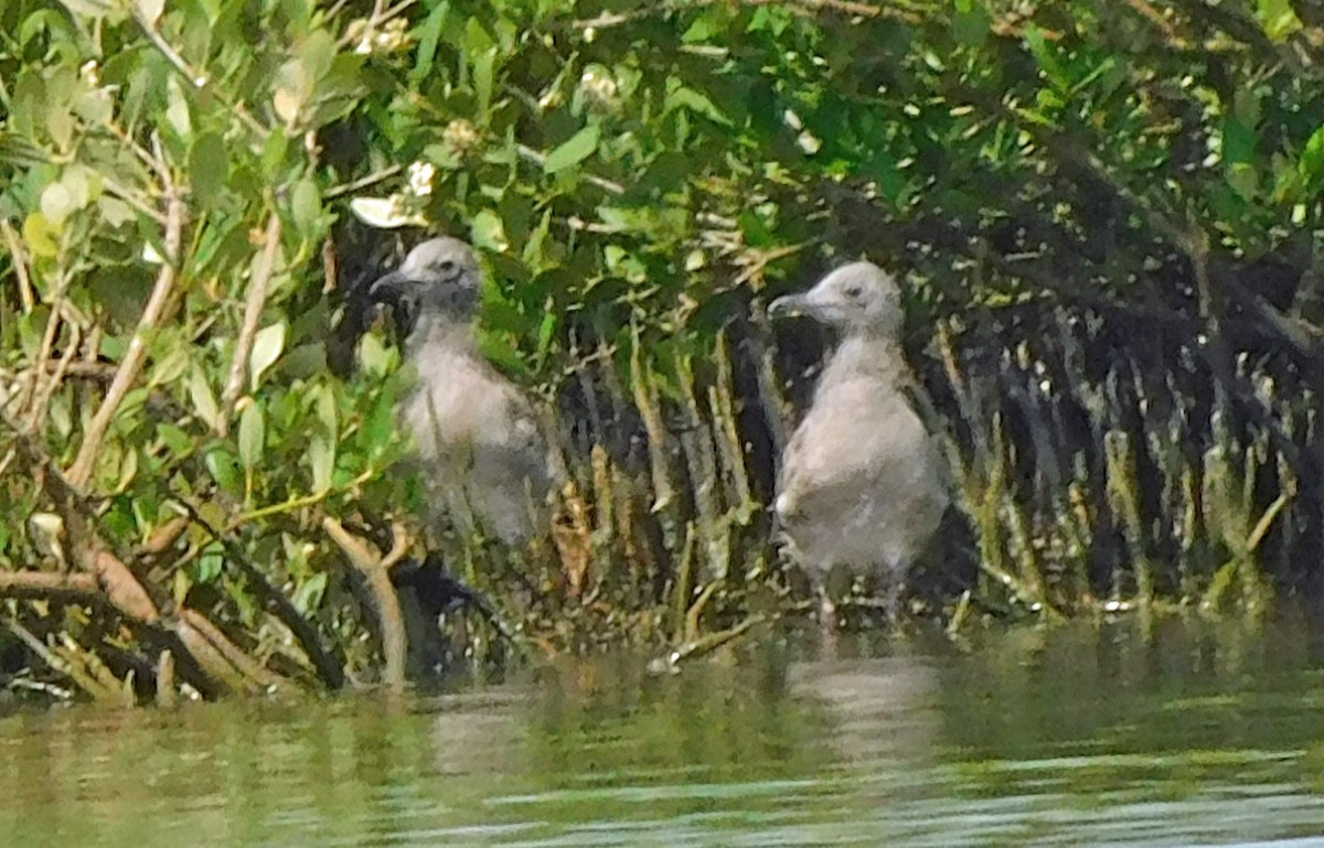 racek karibský - ML638296095