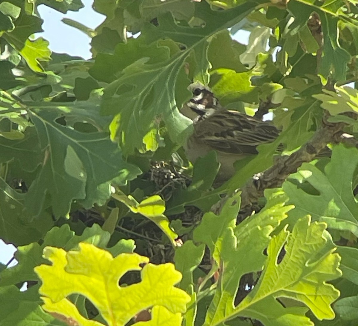 Lark Sparrow - ML638296099