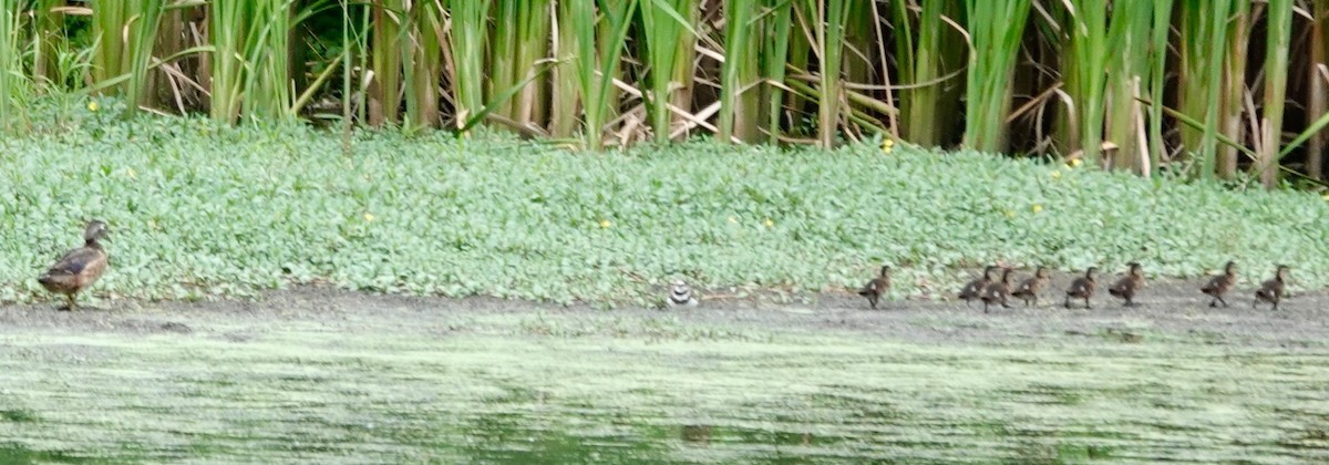 Wood Duck - ML638296102