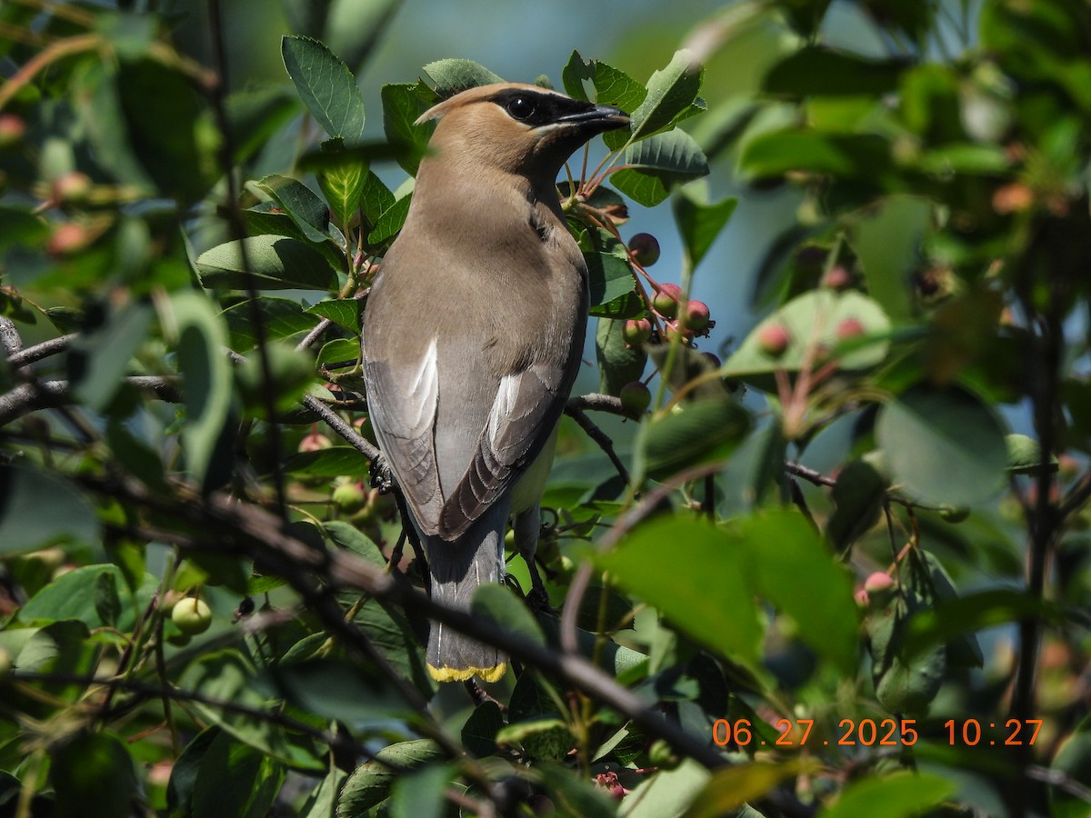 Cedar Waxwing - ML638296104