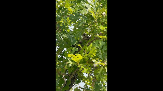 Lark Sparrow - ML638296107