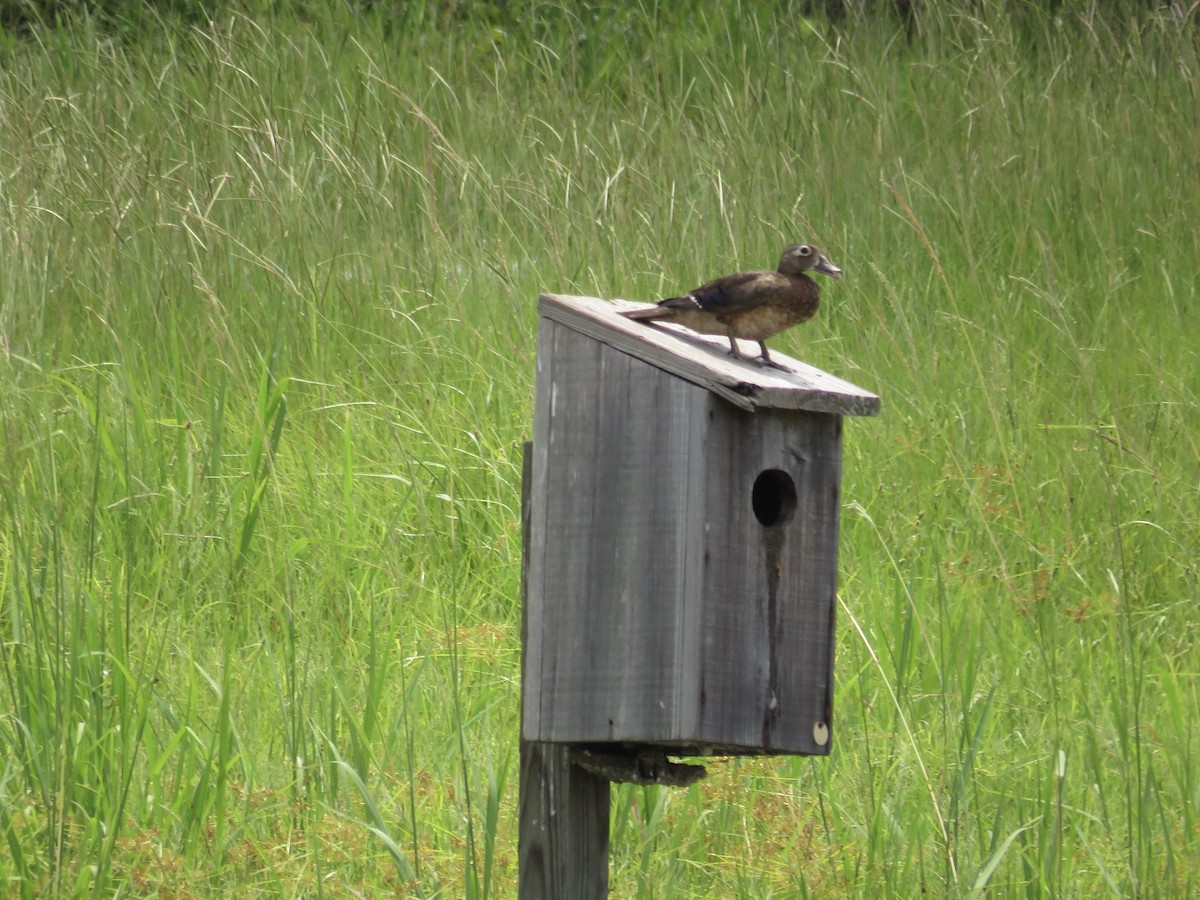 Wood Duck - ML638296116