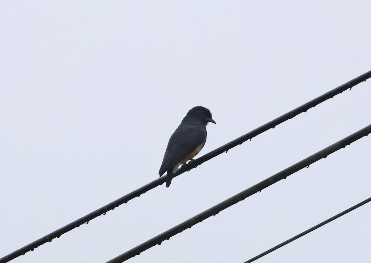 Swallow-winged Puffbird - ML638296117