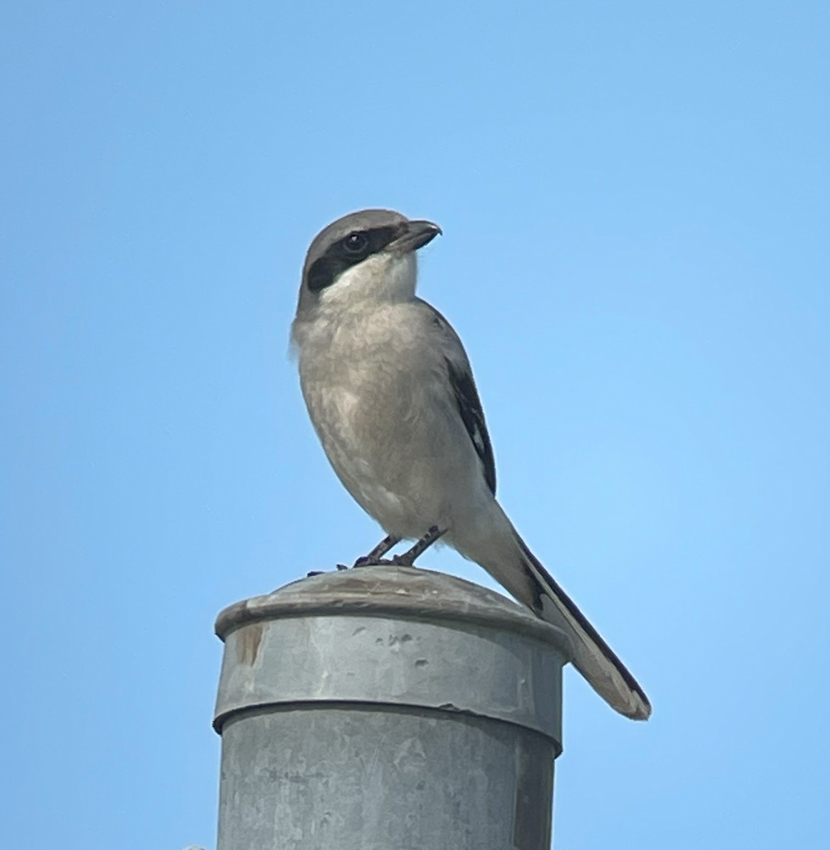 Loggerhead Shrike - ML638296120