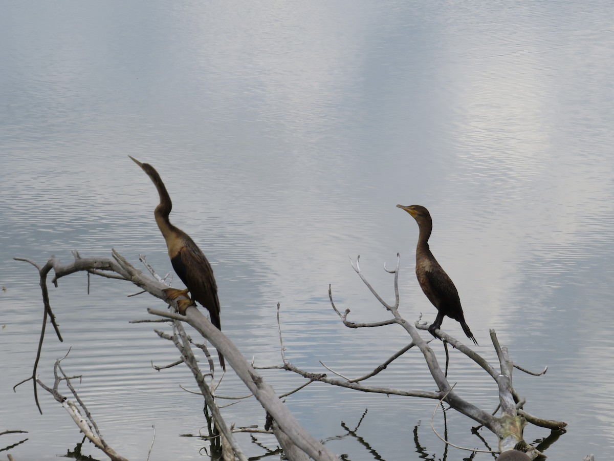 Anhinga - ML638296123