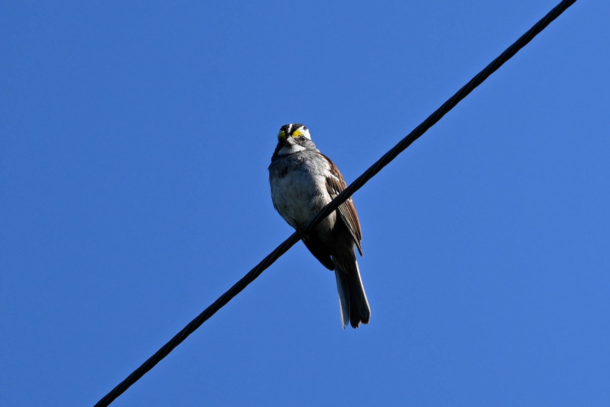 White-throated Sparrow - ML638296126
