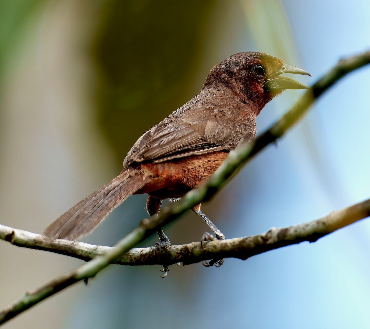 Silver-beaked Tanager - ML638296127