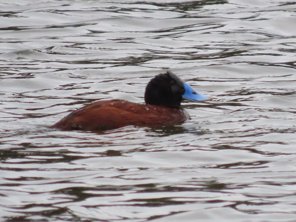 Blue-billed Duck - ML638296134