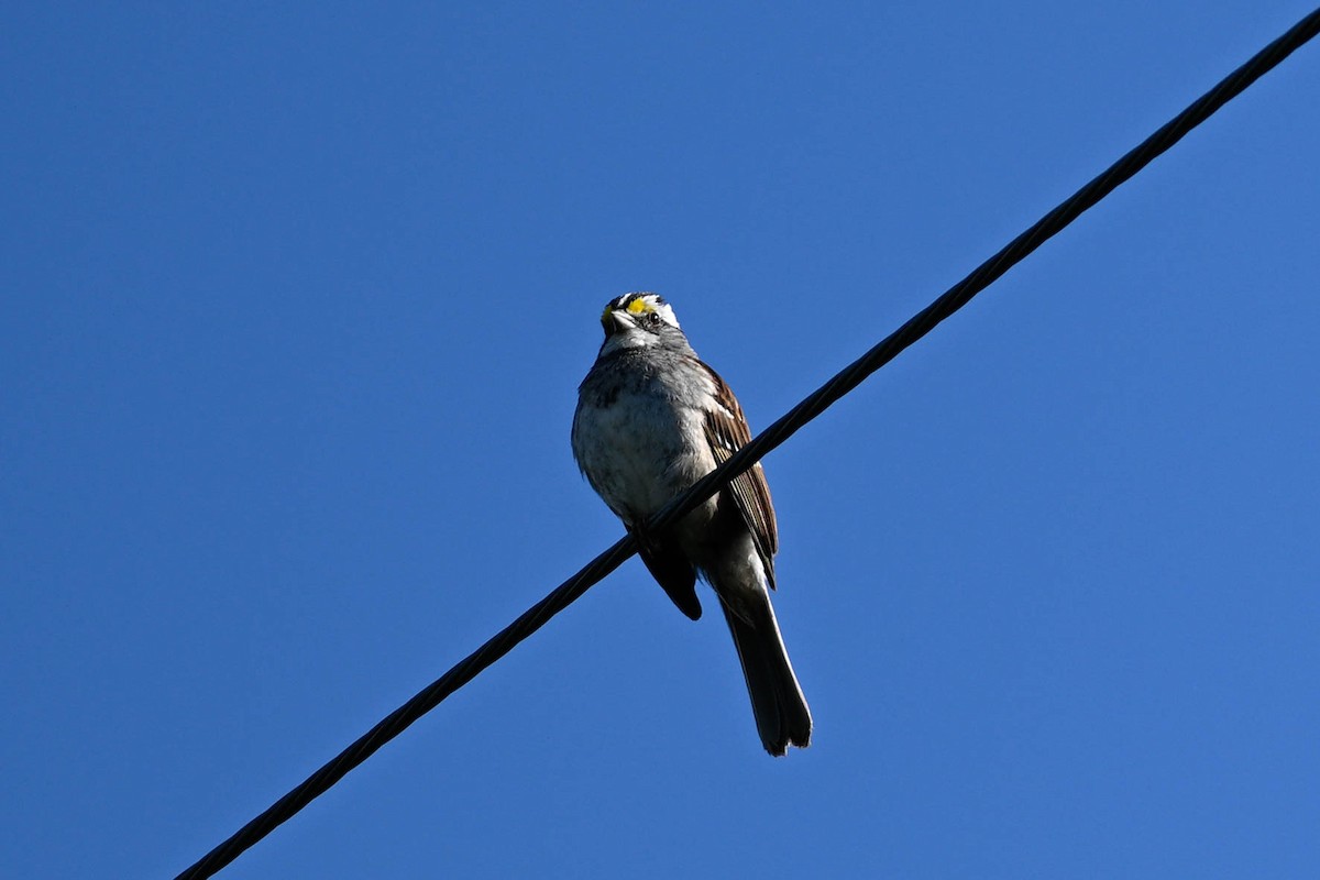 White-throated Sparrow - ML638296136