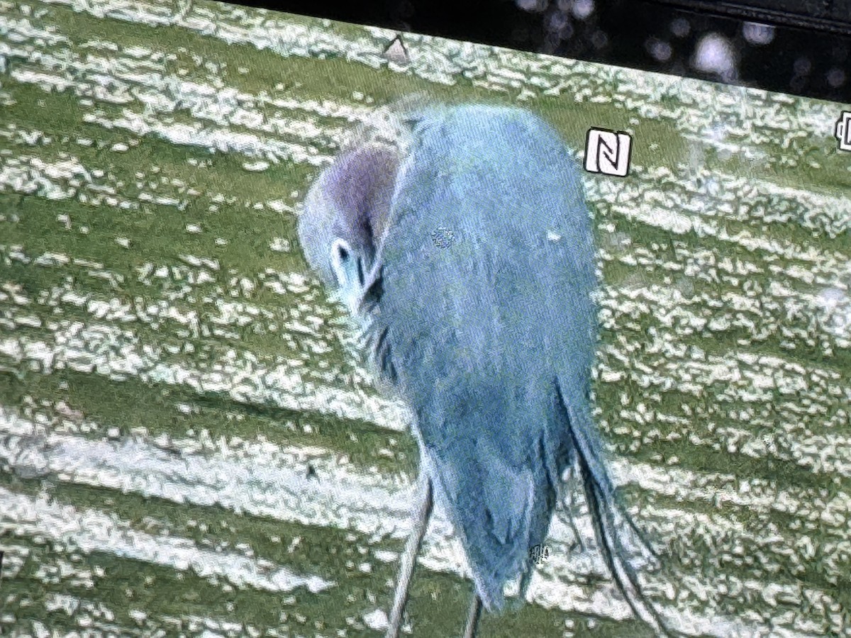 Little Blue Heron - ML638296143