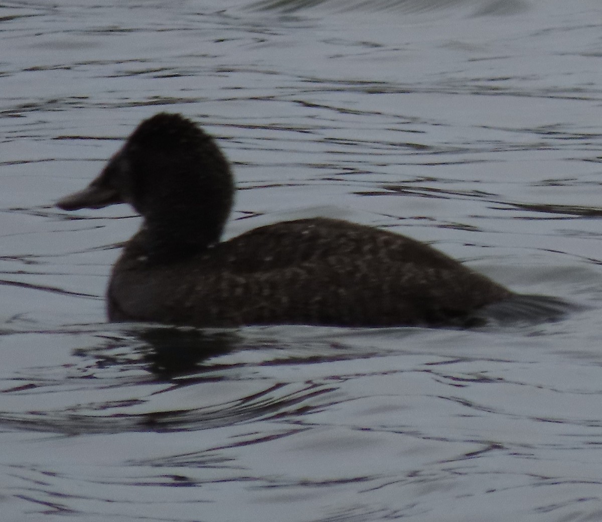 Blue-billed Duck - ML638296144
