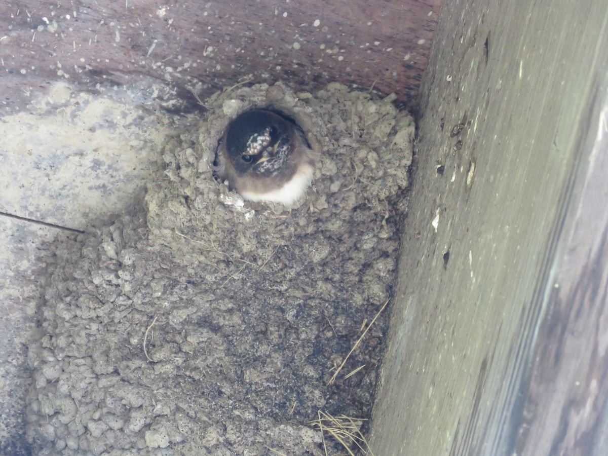 Cliff Swallow - ML638296147