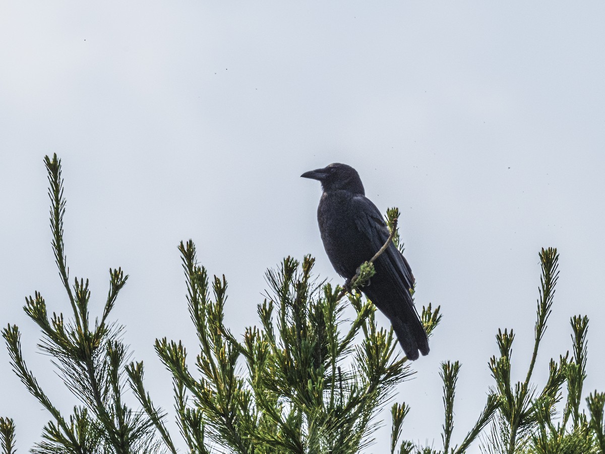 American Crow - ML638296151