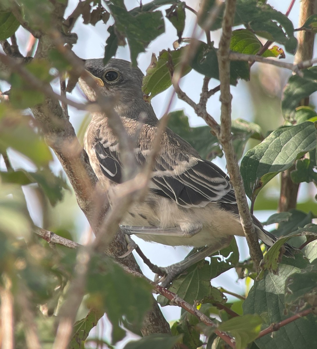Northern Mockingbird - ML638296160