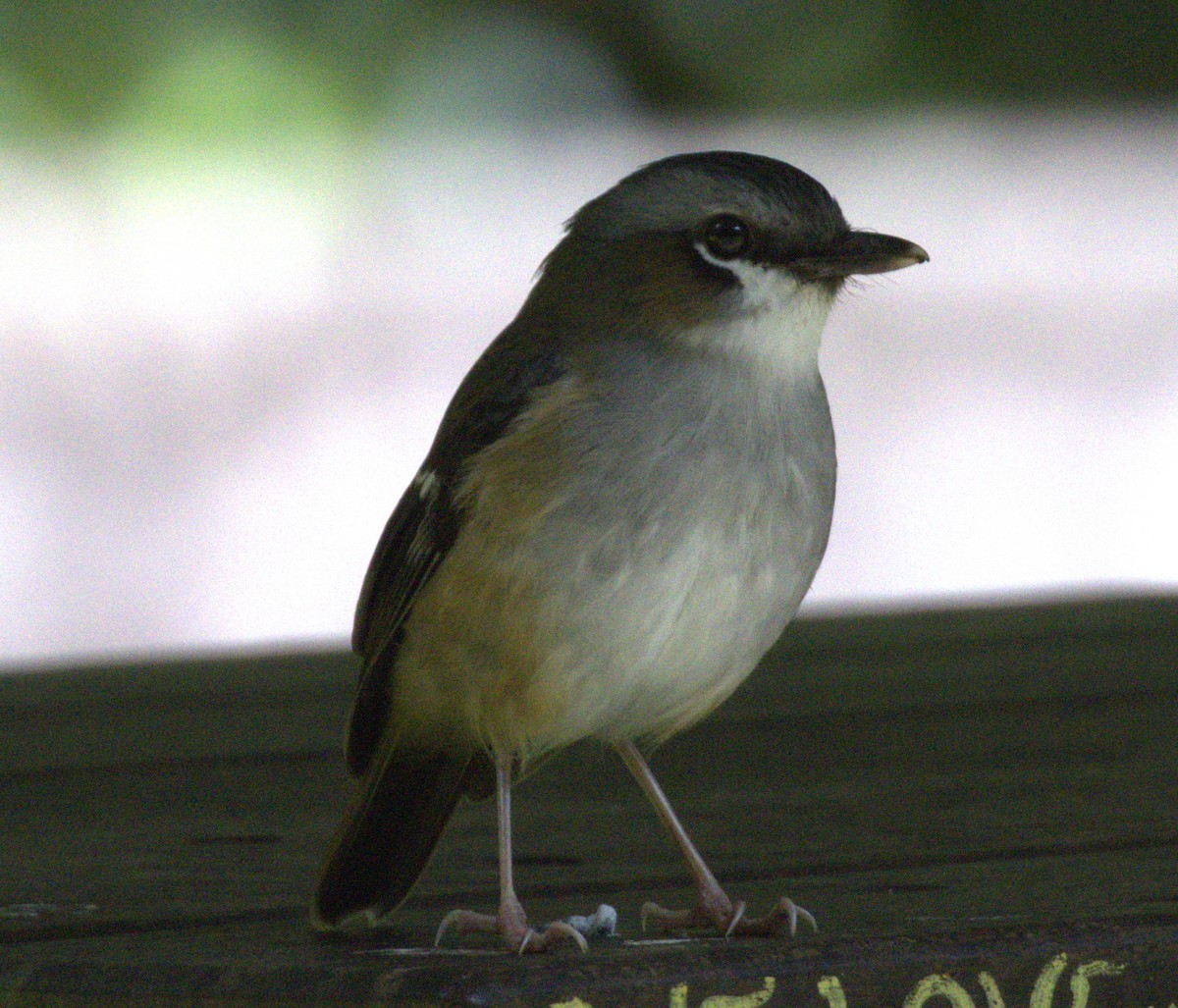 Gray-headed Robin - ML638296163
