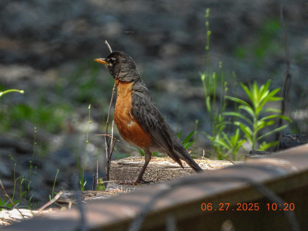 American Robin - ML638296166