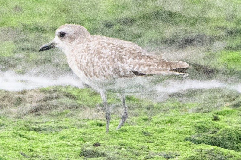 Black-bellied Plover - ML638296167