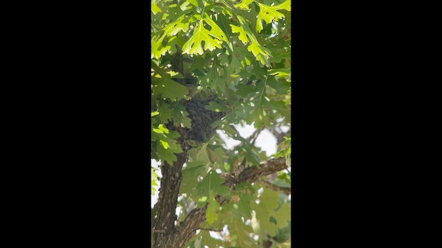Lark Sparrow - ML638296168