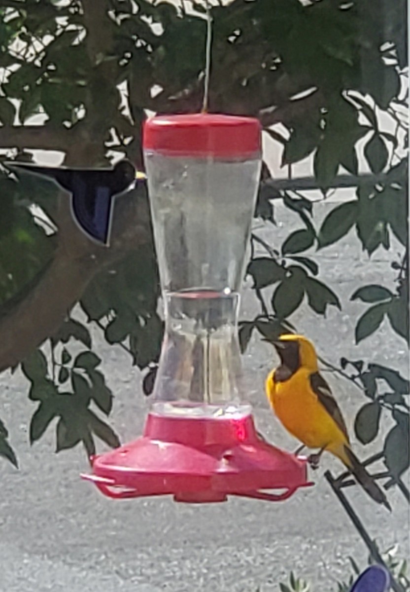 Hooded Oriole (nelsoni Group) - ML638296170