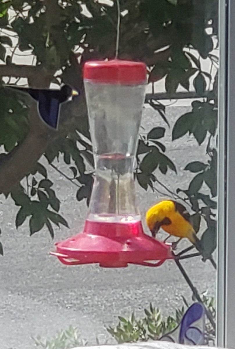 Hooded Oriole (nelsoni Group) - ML638296173