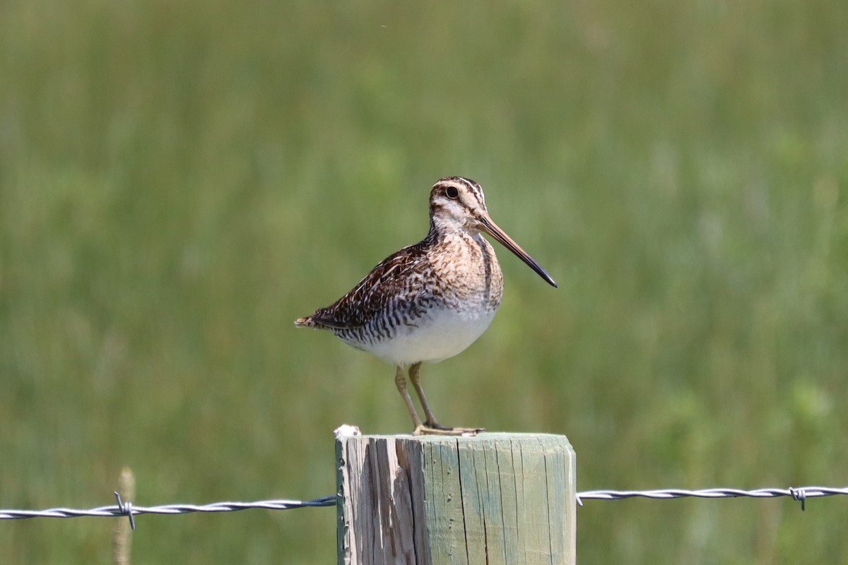 Wilson's Snipe - ML638296177