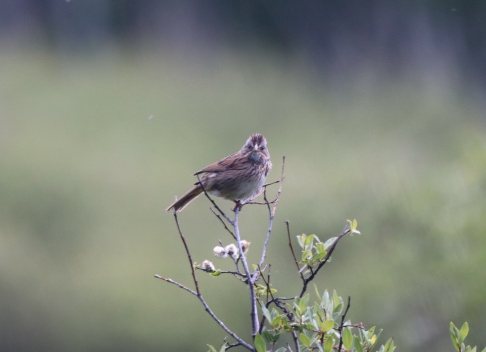 Lincoln's Sparrow - ML638296183