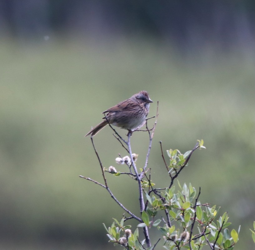 Lincoln's Sparrow - ML638296184