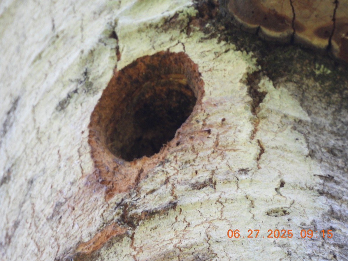 Yellow-bellied Sapsucker - ML638296185