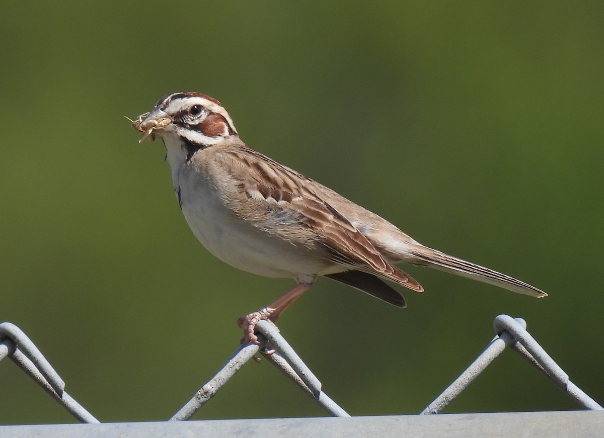 Lark Sparrow - ML638296190