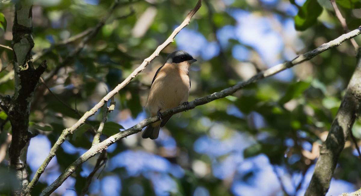 Fawn-breasted Tanager - ML638296215