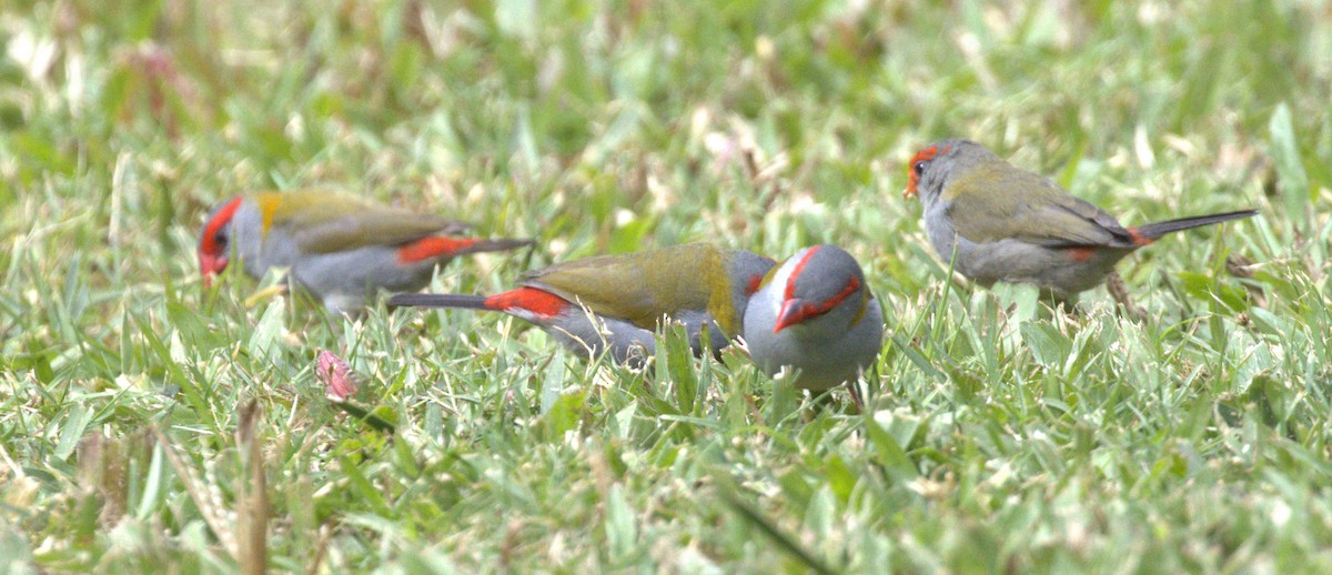 Red-browed Firetail - ML638296217