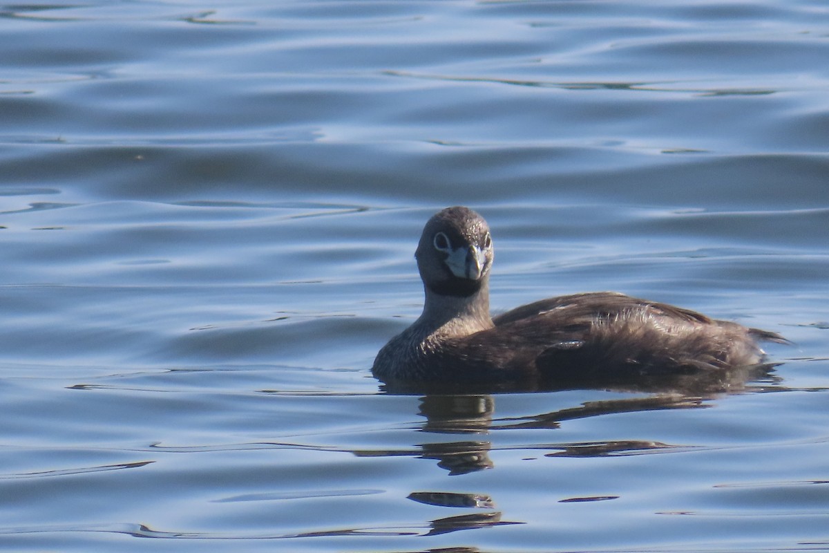 Pied-billed Grebe - ML638296218