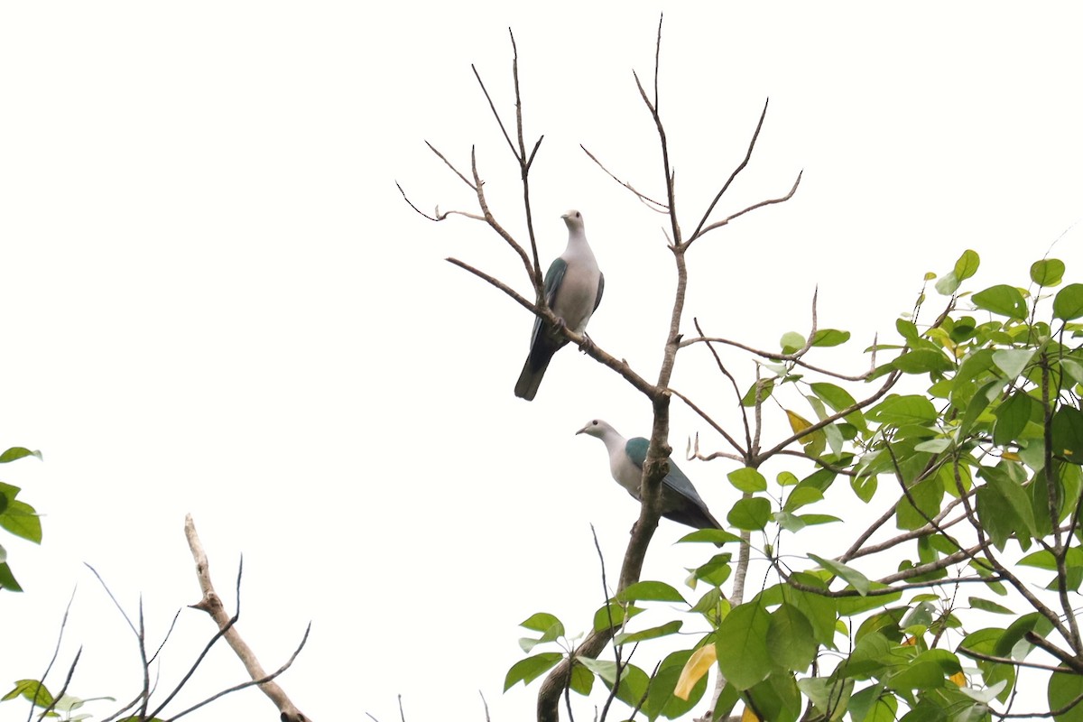 Green Imperial-Pigeon - ML638296222
