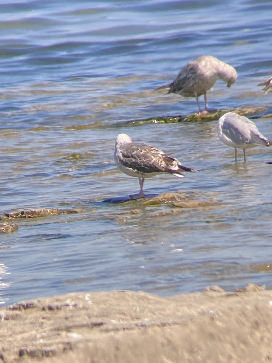 Lesser Black-backed Gull - ML638296224