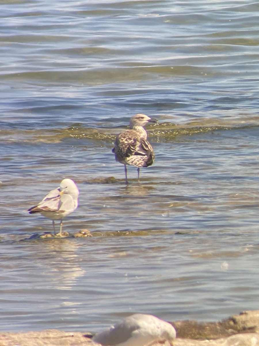 Lesser Black-backed Gull - ML638296225