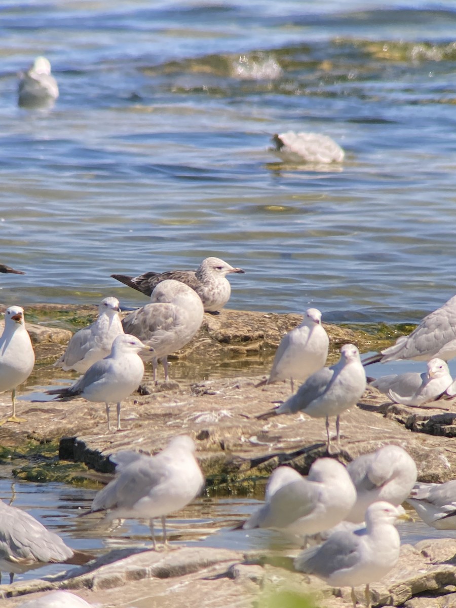 Lesser Black-backed Gull - ML638296227