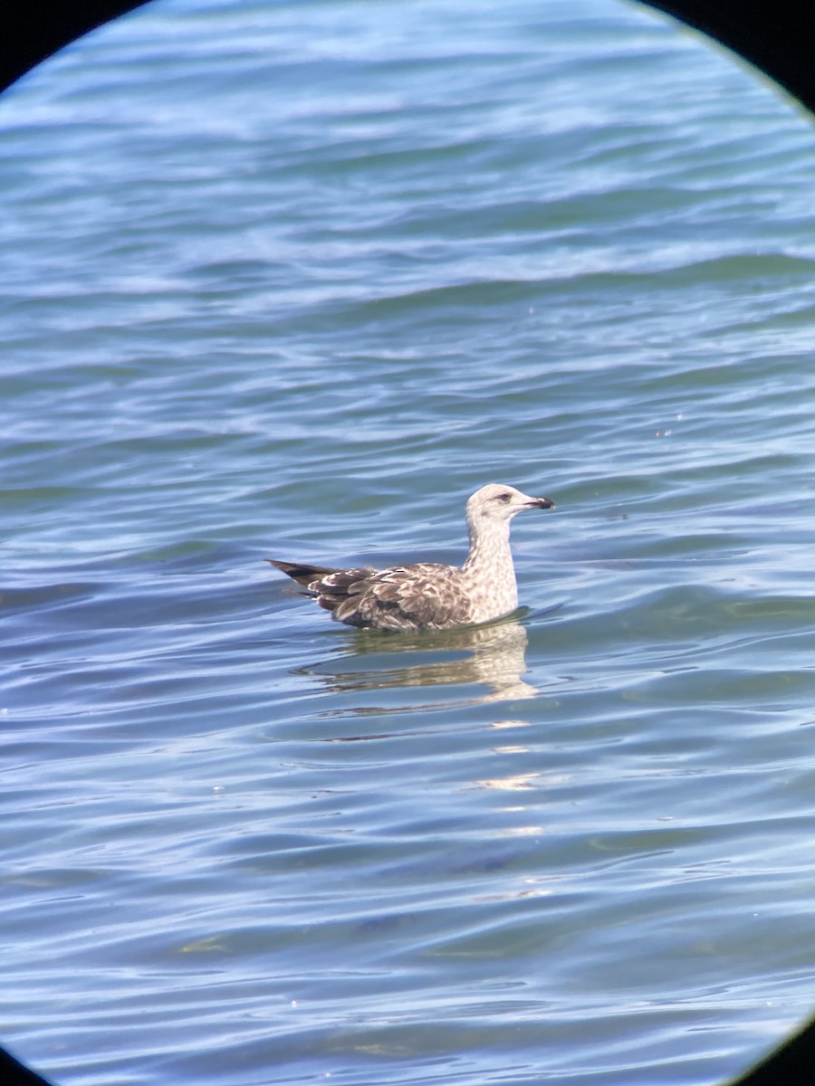 Lesser Black-backed Gull - ML638296228