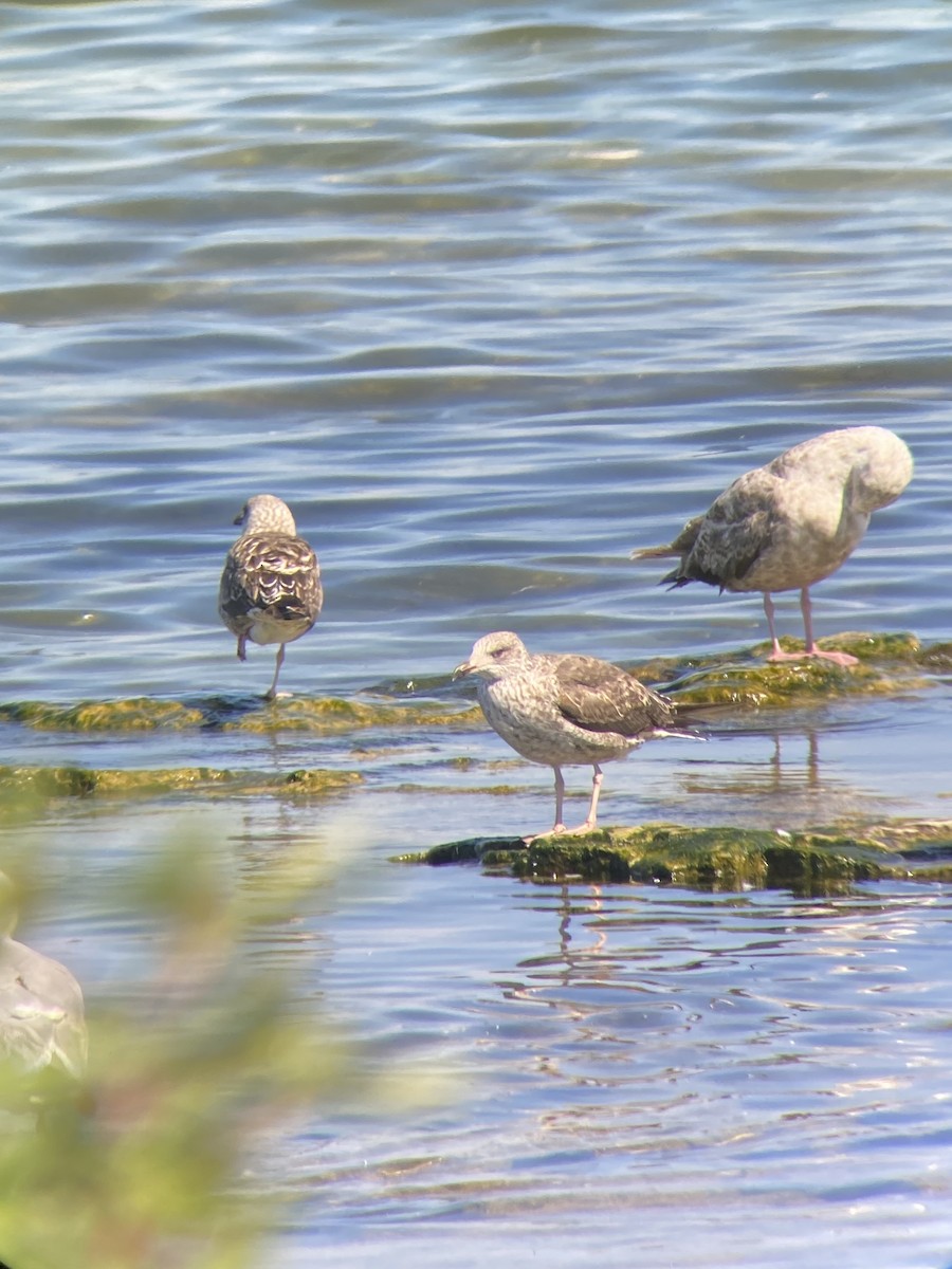 Lesser Black-backed Gull - ML638296230