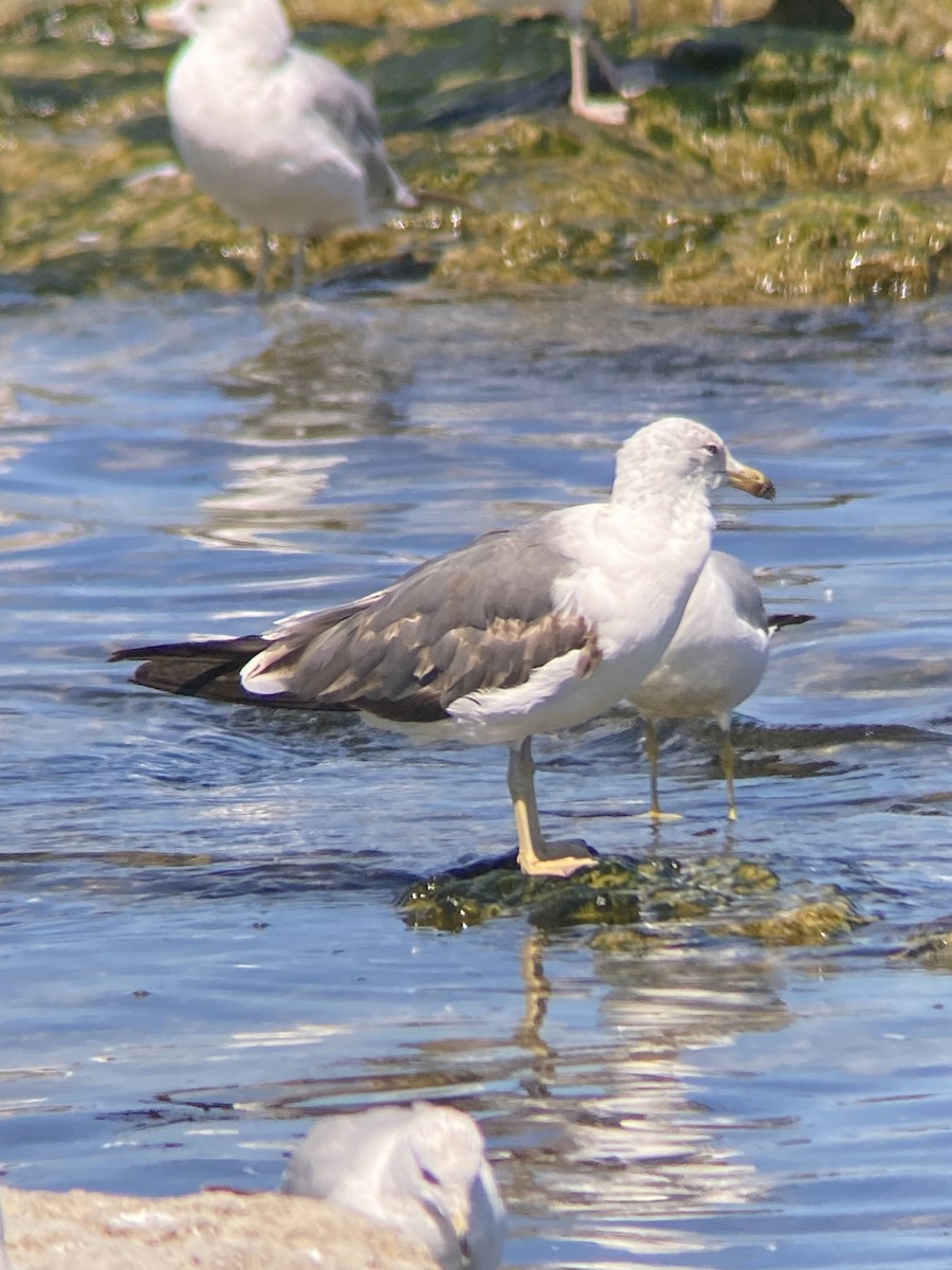 Lesser Black-backed Gull - ML638296232